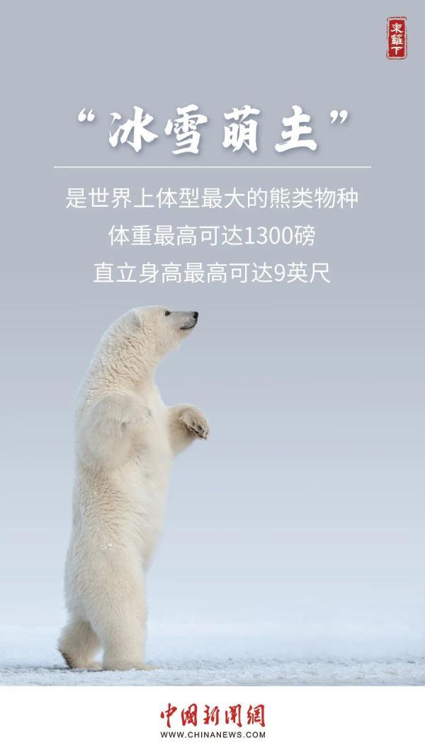 熊日,这个被称为北极圈肥宅的动物在2008年被列入濒危物种红色名录