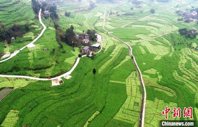 青菜头的做法，青菜头怎么做好吃（“中国榨菜之乡”重庆涪陵72万亩青菜头全面砍收）