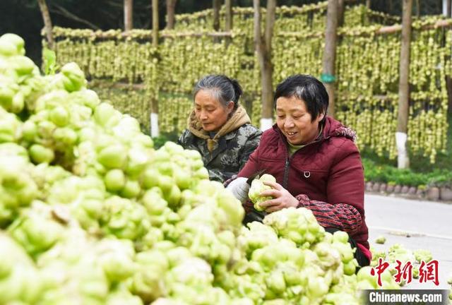 青菜头的做法，青菜头怎么做好吃（“中国榨菜之乡”重庆涪陵72万亩青菜头全面砍收）