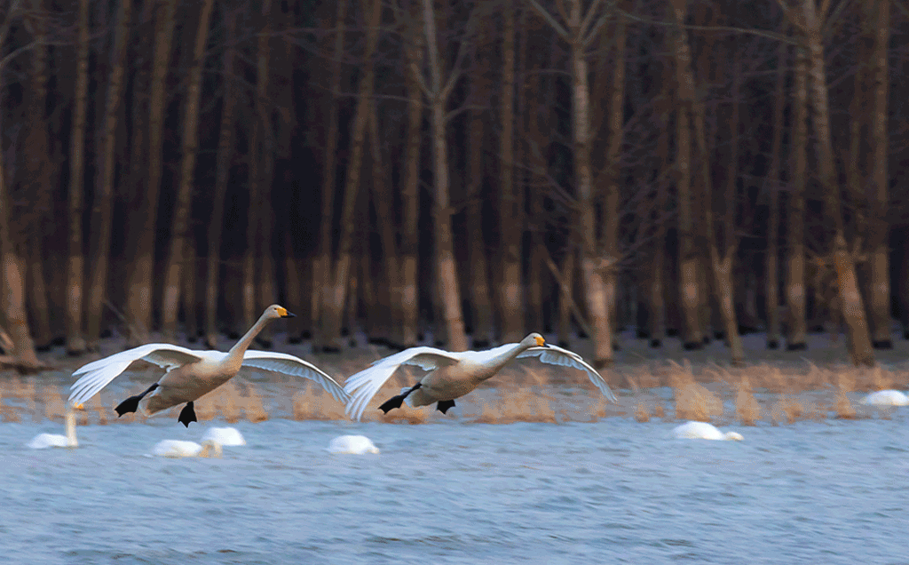 三门峡律师事务所排名（拟命名对象公示）