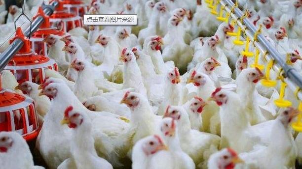 中国一年吃掉50亿只白羽鸡？45天“速成”的鸡到底能不能吃？