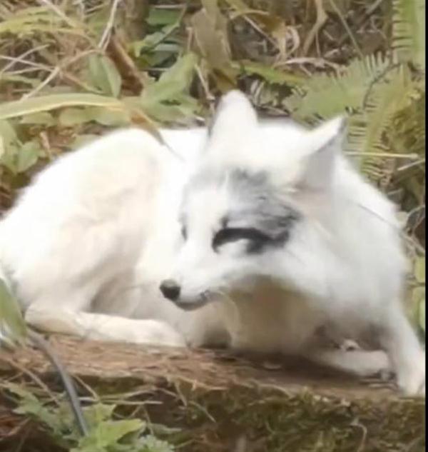 做梦梦到白色狐狸代表什么 做梦梦到白色狐狸意味着什么，做梦梦到白色狐狸代表什么（白狐在公园内被人投喂后还求抱抱）