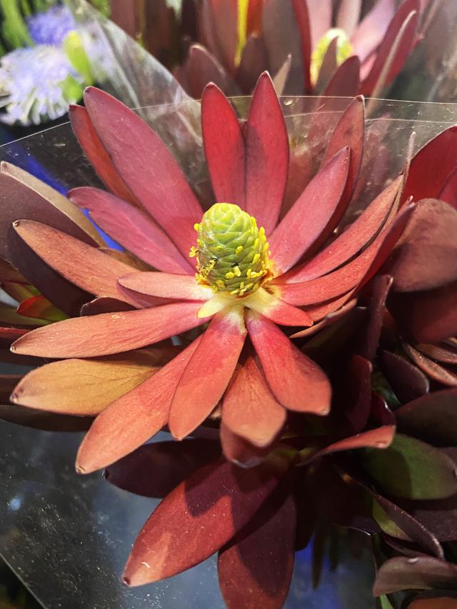 有哪些奇妙的植物，奇妙的植物有哪些（芳菲满园丨盘点一些名字和长相都很奇特的花草）