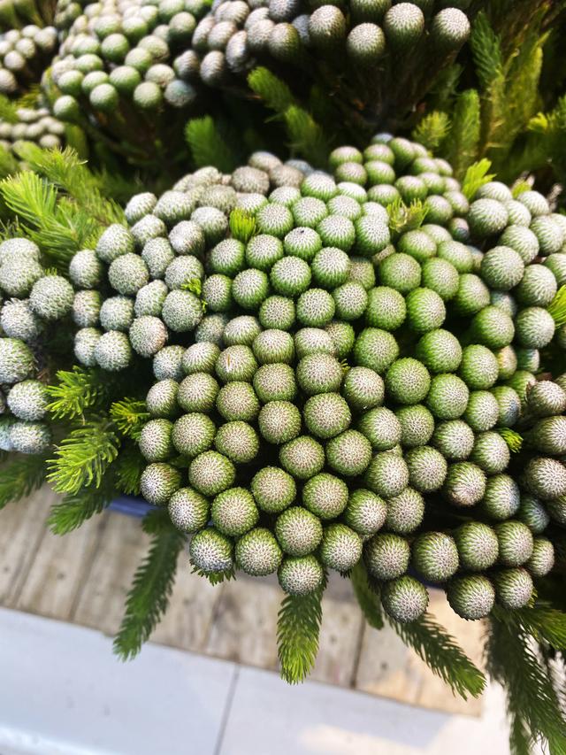 有哪些奇妙的植物，奇妙的植物有哪些（芳菲满园丨盘点一些名字和长相都很奇特的花草）