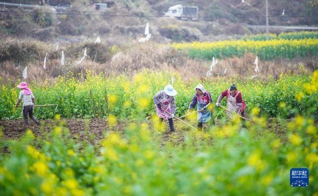 二十四节气惊蛰，惊蛰是什么意思怎么读（惊蛰为何与打雷关系密切）