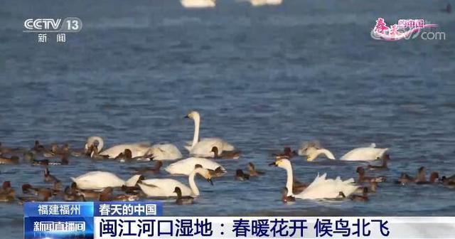 阳春三月草长莺飞，阳春三月草长莺飞的意思是什么（祖国多地呈现出绝美的春日景象）