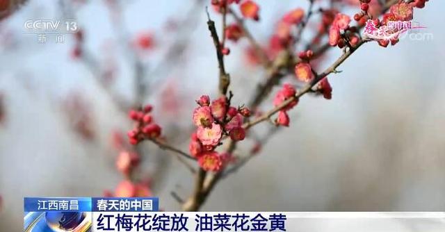 阳春三月草长莺飞，阳春三月草长莺飞的意思是什么（祖国多地呈现出绝美的春日景象）