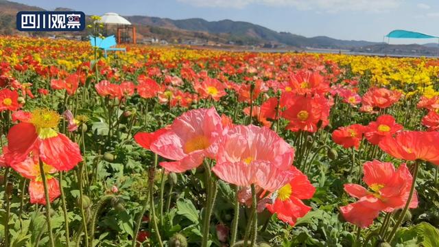 会理县黎溪镇，会理县黎溪镇南冲铜矿（这里的花海惊艳了春天）