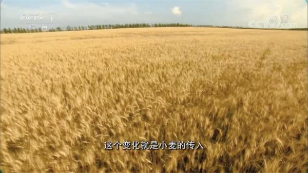 五谷中的菽指的是，五谷中的菽是指什么（日常吃的五谷藏着多少秘密）