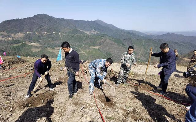 黄柏树适合哪个地方种植，黄柏树种植条件（中药材富民——沅陵县荔溪乡黄柏种植现场见闻）