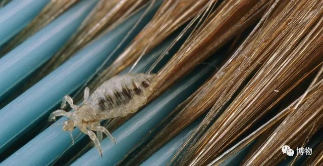 哪种梳子对头发好，用什么梳子梳头比较好（你离一头浓密秀发）