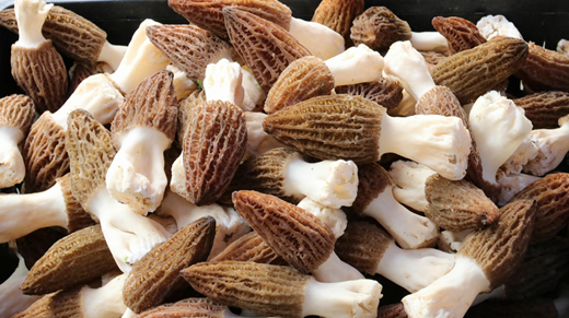 羊肚菌的功效，羊肚菌的功效与作用吃法煲汤（这种食物营养丰富还不长胖）