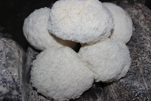 羊肚菌的功效，羊肚菌的功效与作用吃法煲汤（这种食物营养丰富还不长胖）