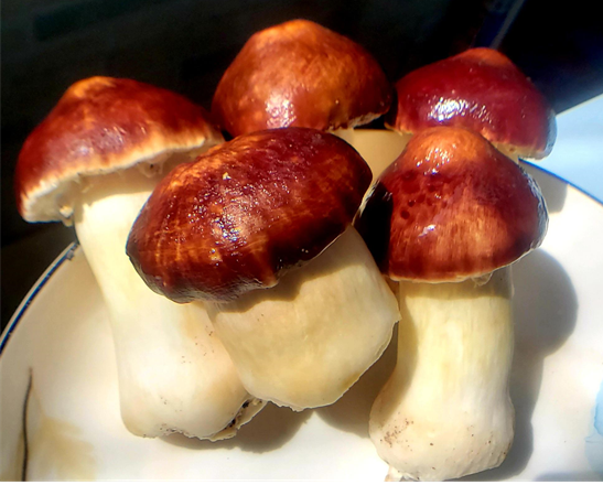 羊肚菌的功效，羊肚菌的功效与作用吃法煲汤（这种食物营养丰富还不长胖）