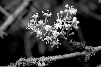 三角梅在冬天会被霜雪冻死吗，三角梅低于什么温度会被冻死（双河早春图）