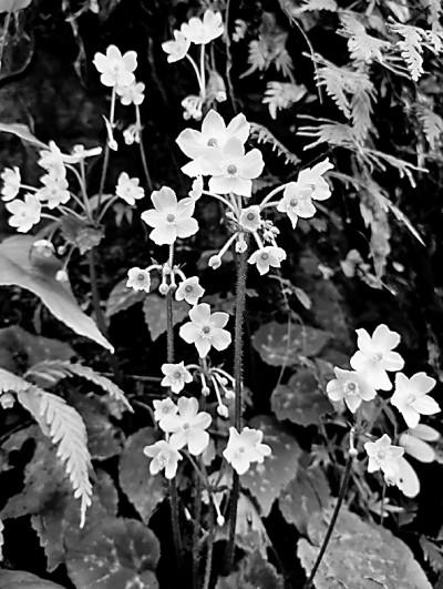 三角梅在冬天会被霜雪冻死吗，三角梅低于什么温度会被冻死（双河早春图）