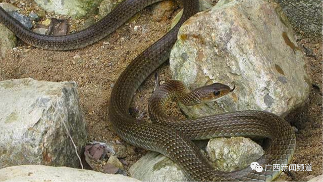 蛇的种类有哪些，蛇的种类有哪些图片（城市里最常见这两种毒蛇……）