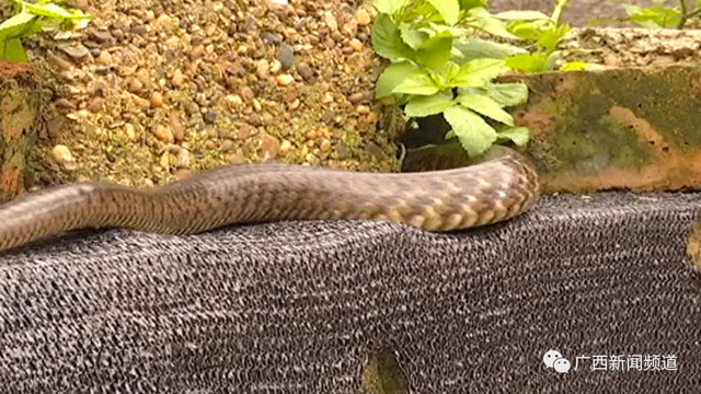 蛇的种类有哪些，蛇的种类有哪些图片（城市里最常见这两种毒蛇……）