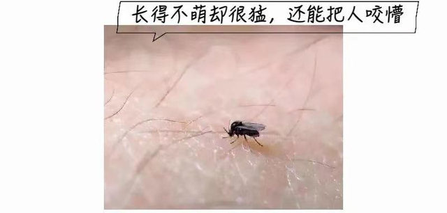 花露水对苍蝇有用吗，花露水能驱蚊子吗（不小心被蠓虫“伏击”）