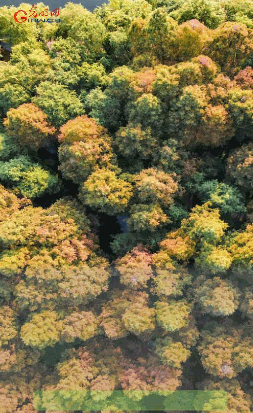 公顷的意思，公顷的意思秒懂百科（数读2021国土绿化“成绩单”）