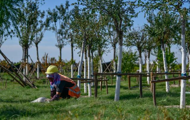 植树节的意义是什么，植树节的意义是什么?我们应该如何参与（你被植树造林“种草”了吗）