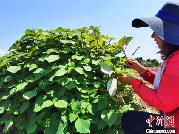 折纸菠萝的底座怎么叠，纸菠萝怎么折（广东侨乡台山巧厨娘手中的乡味）