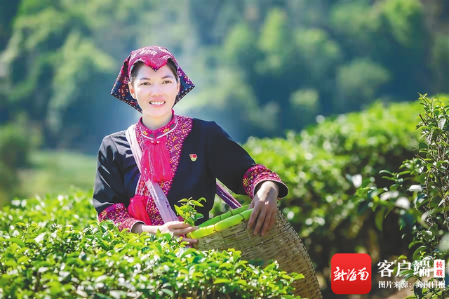 海南省生产的茶叶有几种，海南出产什么茶（五指山茶靠啥“出圈”）