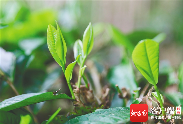 海南省生产的茶叶有几种，海南出产什么茶（五指山茶靠啥“出圈”）
