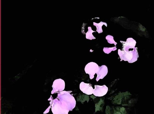 二月兰种植，青未了‖又见二月兰（二月兰的种植方法）