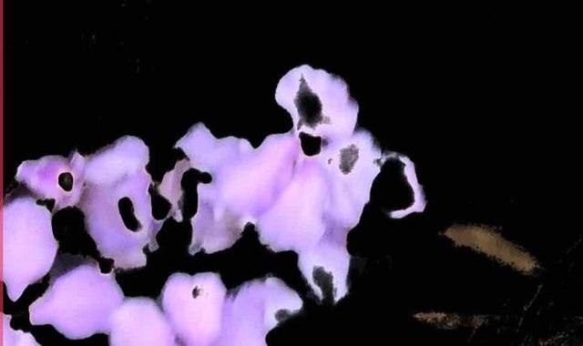 二月兰种植，青未了‖又见二月兰（二月兰的种植方法）