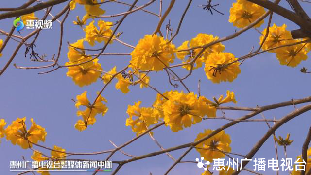 风铃木的寓意和象征，风铃有什么好的寓意（惠州：春风十里黄花醉）