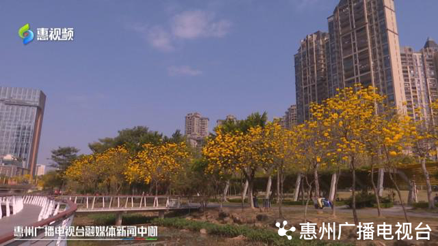 风铃木的寓意和象征，风铃有什么好的寓意（惠州：春风十里黄花醉）