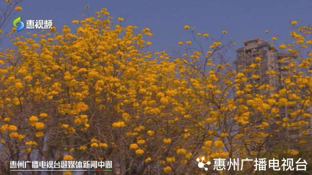 风铃木的寓意和象征，风铃有什么好的寓意（惠州：春风十里黄花醉）
