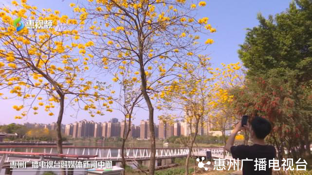 风铃木的寓意和象征，风铃有什么好的寓意（惠州：春风十里黄花醉）