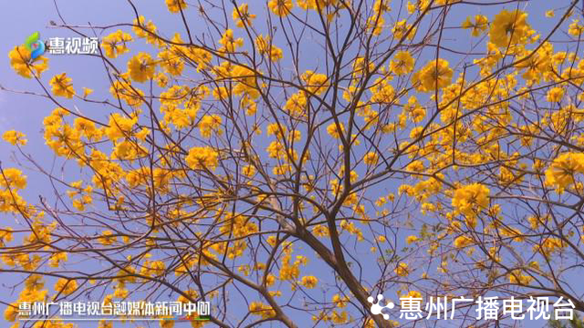 风铃木的寓意和象征，风铃有什么好的寓意（惠州：春风十里黄花醉）