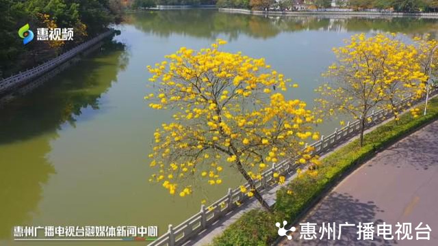 风铃木的寓意和象征，风铃有什么好的寓意（惠州：春风十里黄花醉）