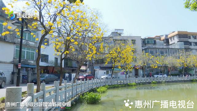 风铃木的寓意和象征，风铃有什么好的寓意（惠州：春风十里黄花醉）