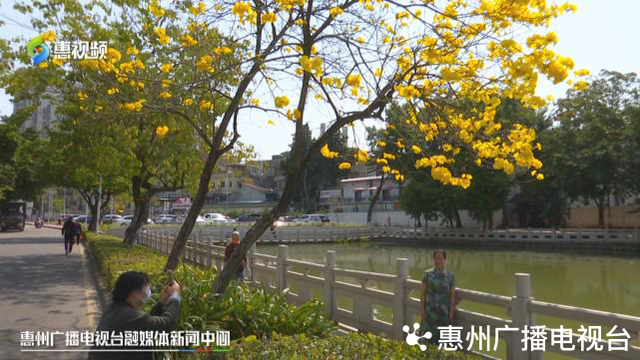 风铃木的寓意和象征，风铃有什么好的寓意（惠州：春风十里黄花醉）