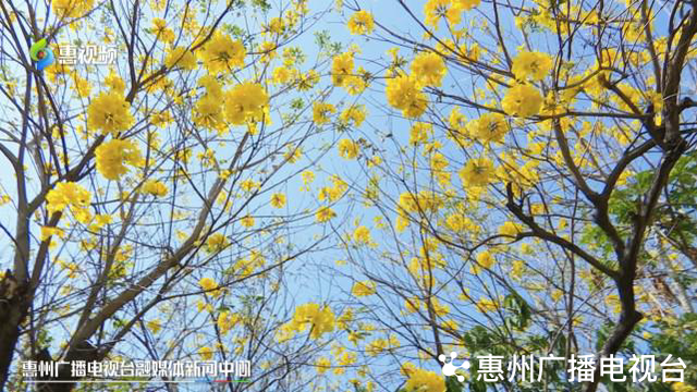 风铃木的寓意和象征，风铃有什么好的寓意（惠州：春风十里黄花醉）