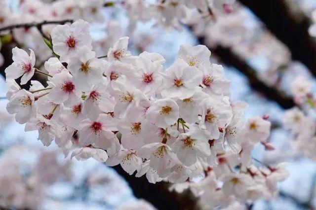 樱花种类和特征有哪些，樱花种类和特征有哪些呢（这份赏花宝典收好了）