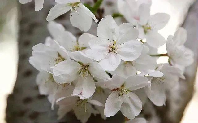 樱花种类和特征有哪些，樱花种类和特征有哪些呢（这份赏花宝典收好了）