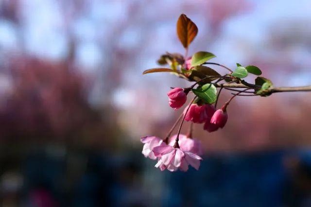 樱花种类和特征有哪些，樱花种类和特征有哪些呢（这份赏花宝典收好了）