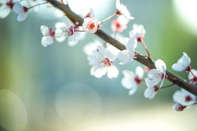 樱花种类和特征有哪些，樱花种类和特征有哪些呢（这份赏花宝典收好了）