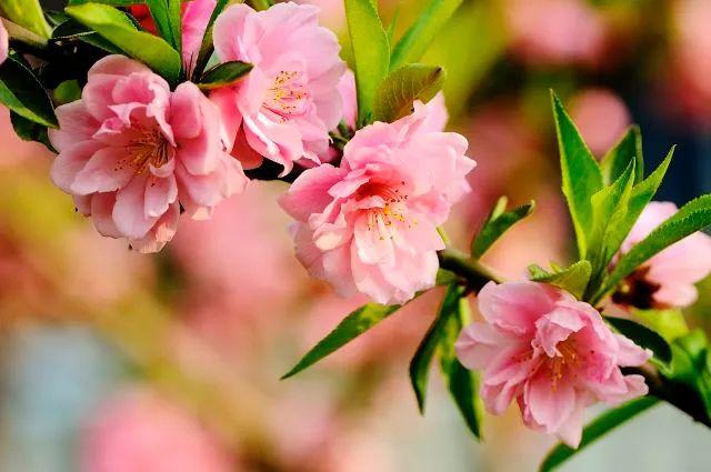 樱花种类和特征有哪些，樱花种类和特征有哪些呢（这份赏花宝典收好了）