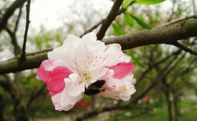 樱花种类和特征有哪些，樱花种类和特征有哪些呢（这份赏花宝典收好了）