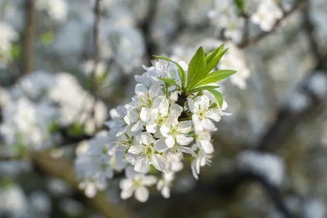 樱花种类和特征有哪些，樱花种类和特征有哪些呢（这份赏花宝典收好了）