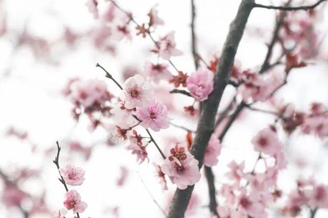 樱花种类和特征有哪些，樱花种类和特征有哪些呢（这份赏花宝典收好了）