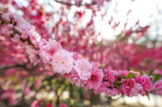 樱花种类和特征有哪些，樱花种类和特征有哪些呢（这份赏花宝典收好了）