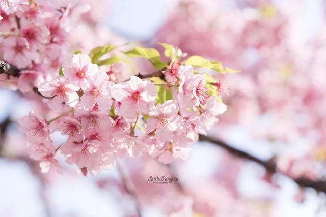 樱花种类和特征有哪些，樱花种类和特征有哪些呢（这份赏花宝典收好了）