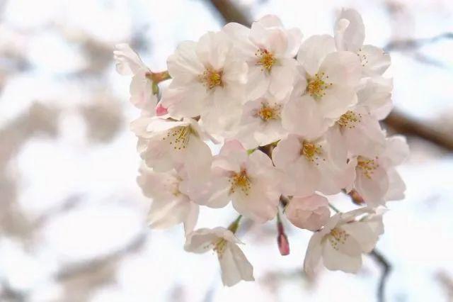 樱花种类和特征有哪些，樱花种类和特征有哪些呢（这份赏花宝典收好了）